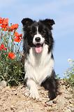 BORDER COLLIE 428